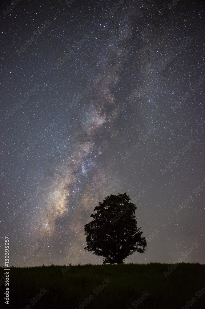 Milky Way and silhouette tree