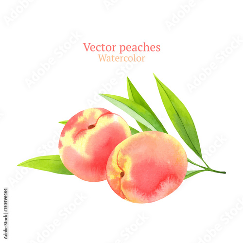 Watercolor vector peaches