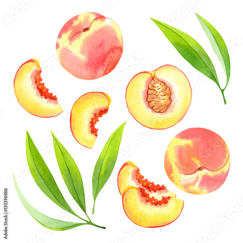 Watercolor vector peaches