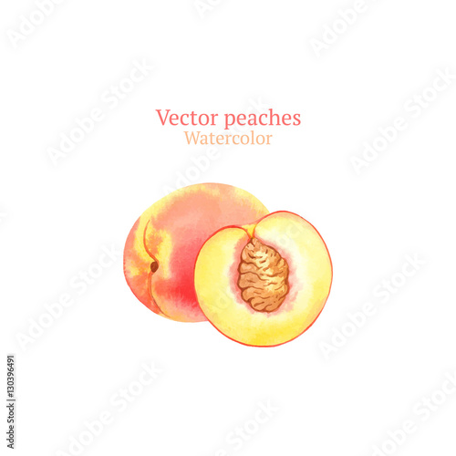 Watercolor vector peaches