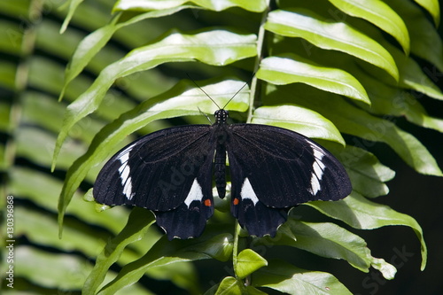 Adult male Orchard Butterfly on fern leaf, North Queensland