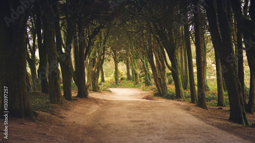 Fototapeta Naklejka Na Ścianę i Meble -  Forest path in Sintra Mountains in Portugal