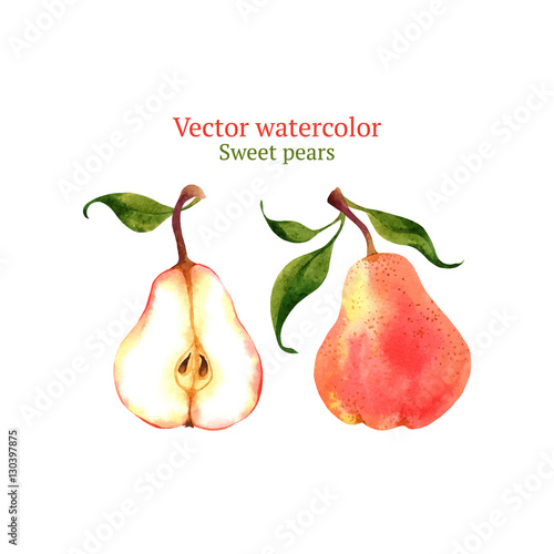 Watercolor vector pears