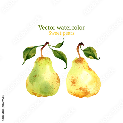 Watercolor vector pears
