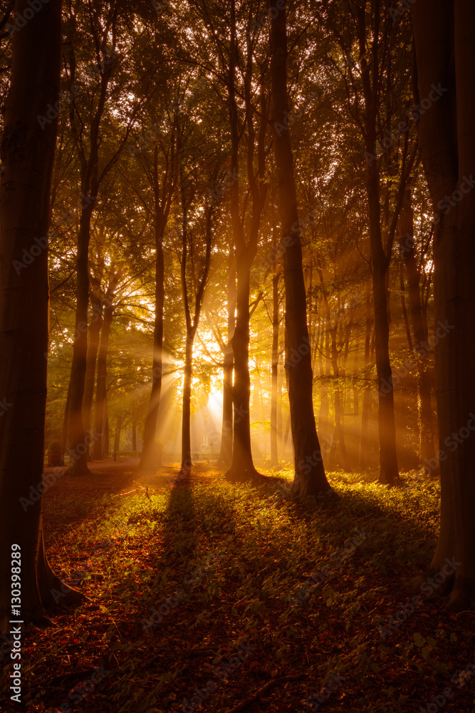 Fototapeta premium Sunrays shine through a misty forest