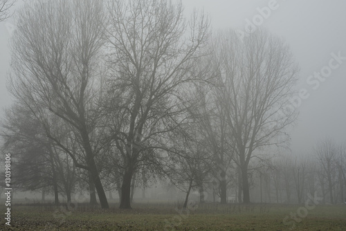 Natural Fog on park in Turin,Italy
