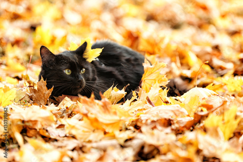 Fototapeta Naklejka Na Ścianę i Meble -  Cute black cat on leaves in autumn park