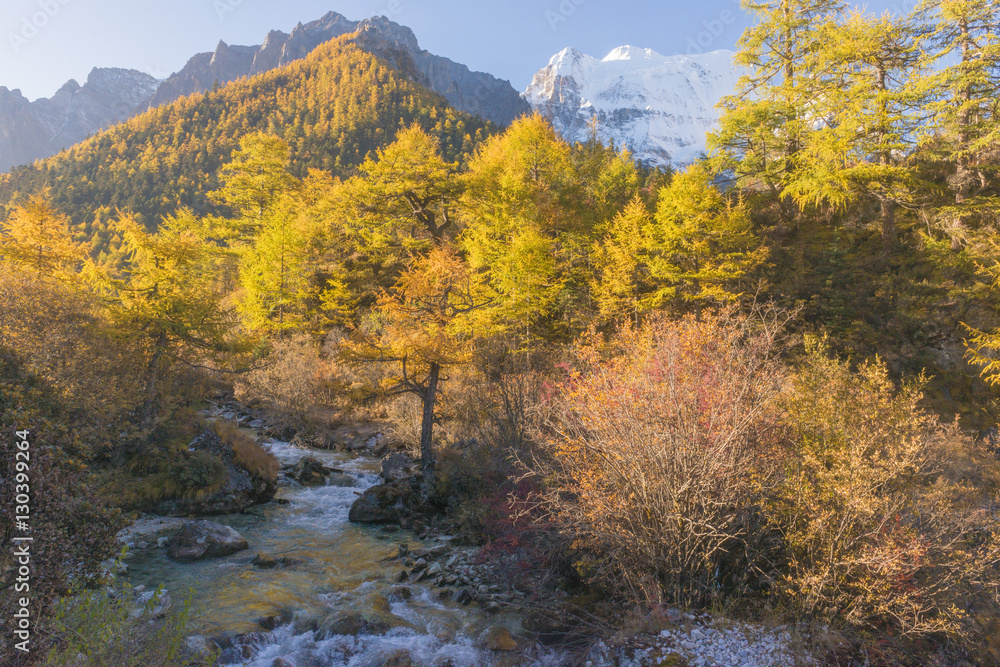The Autumn at Yading Nature Reserve in Daocheng County ,China The Autumn at Yading Nature Reserve in Daocheng County ,China