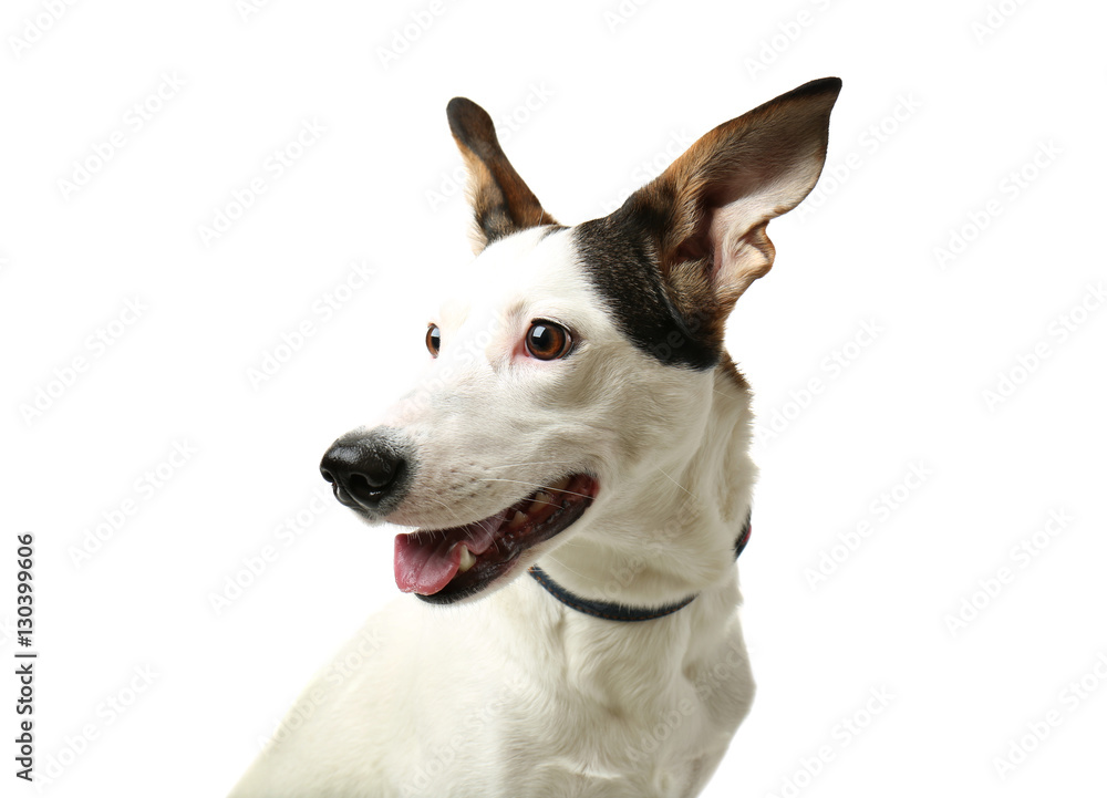 Funny Andalusian ratonero dog on white background, close up Funny Andalusian ratonero dog on white background, close up