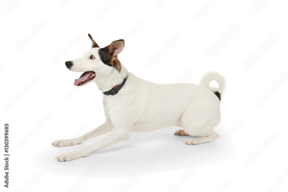 Funny Andalusian ratonero dog on white background Funny Andalusian ratonero dog on white background