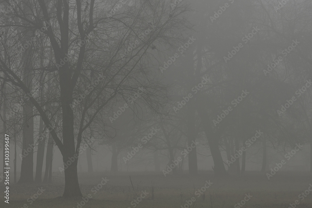 Natural Fog on park in Turin,Italy Natural Fog on park in Turin,Italy