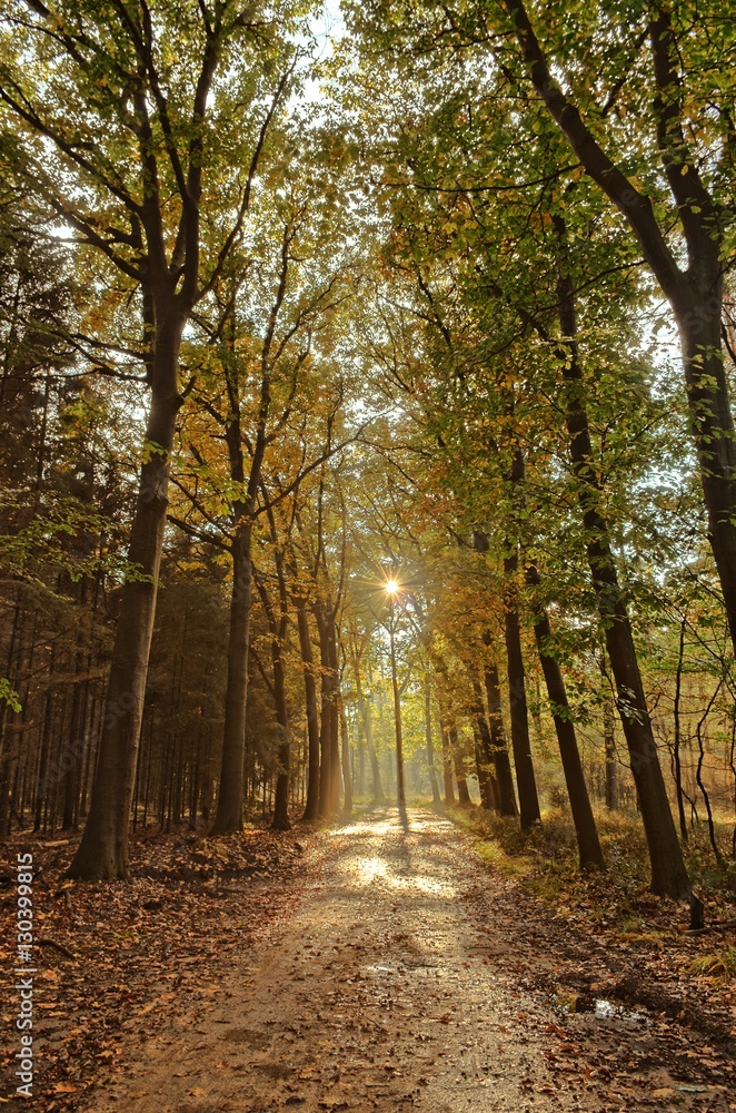 Sunrays of light in autumn forest with path and trees with colourful leaves.