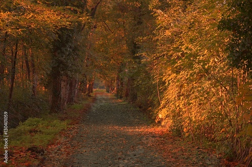 Sunrays of light in autumn forest with path and trees with colourful leaves. © Pieter Beens