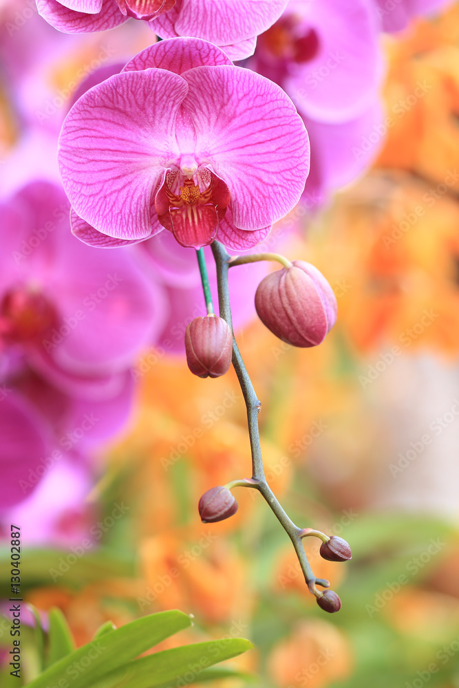 Obraz premium Close-up of pink orchid / Bouquet of flowers orchids.
