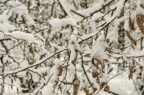 snow covered branch with dry leaves