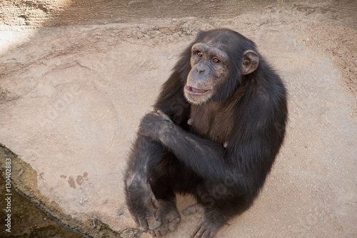 Especies de monos, Chimpancés