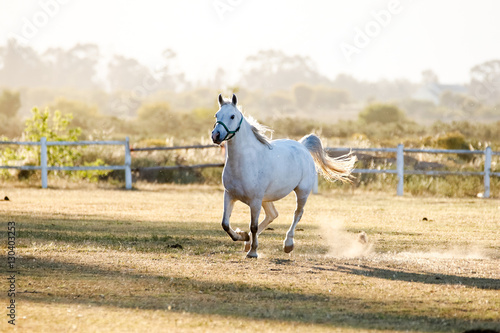 Close up image of a horse running / playing in a pen on a ranch