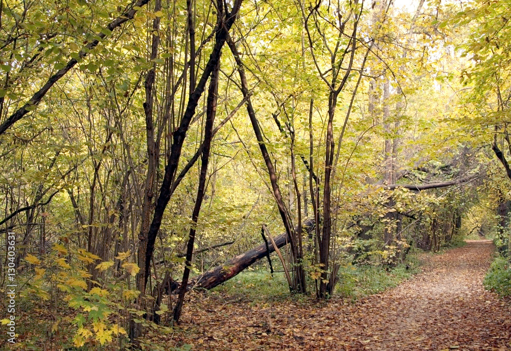 Obraz premium Path in the autumn Park