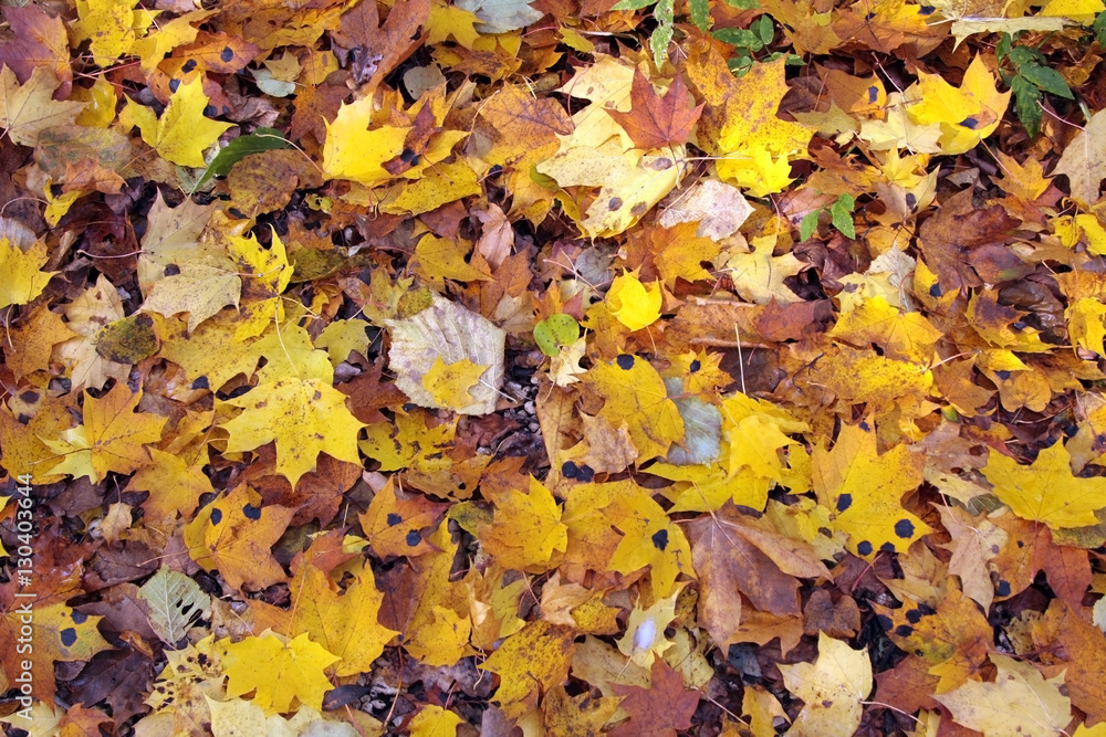 Texture of the different autumn leaves on the ground
