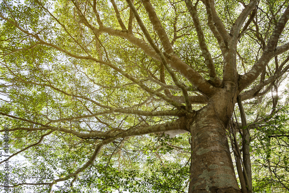 Fototapeta premium Trees and branches daylight