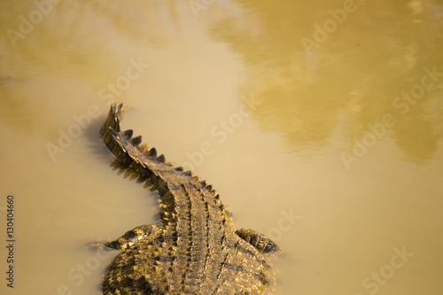 Close up image of a nile crocodile in a muddy river in africa