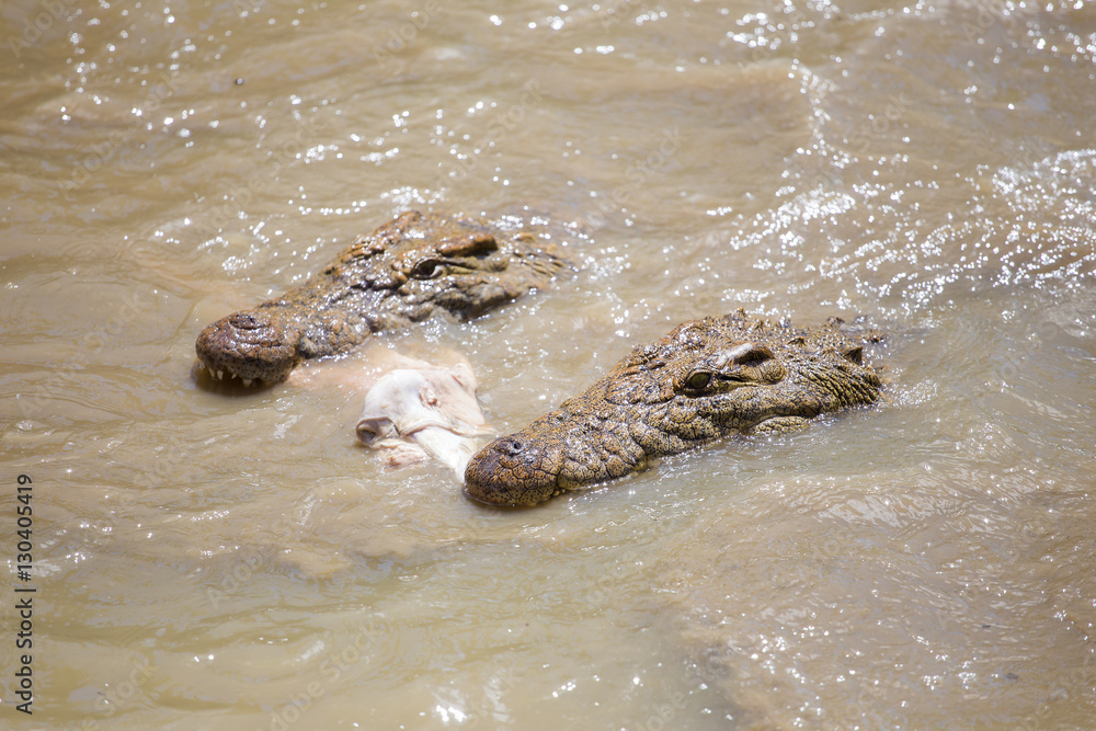 Obraz premium Nile crocodile feeding on the remains of an antelope in a muddy river in africa