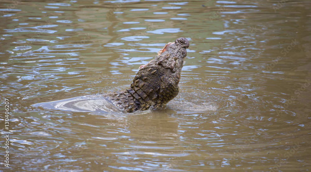 Nile crocodile feeding on the remains of an antelope in a muddy river in africa Nile crocodile feeding on the remains of an antelope in a muddy river in africa