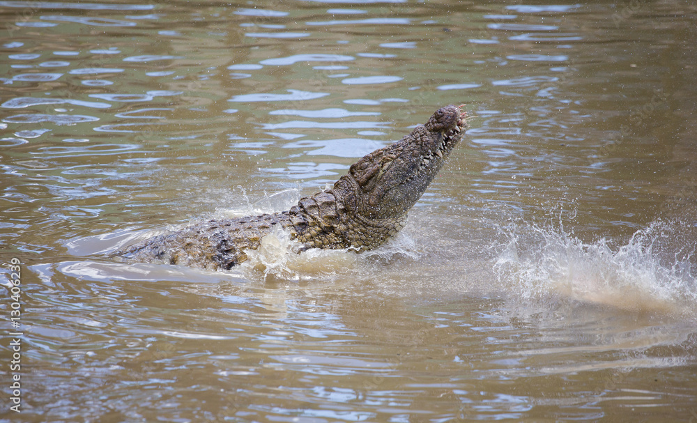 Fototapeta premium Nile crocodile feeding on the remains of an antelope in a muddy river in africa