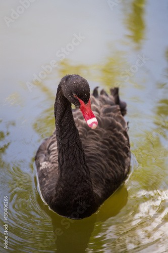 Close up image of a black swan