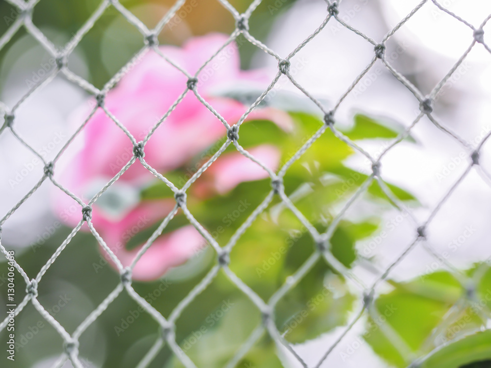 Fototapeta premium Pink rose behind the net. Concepts and ideas for finding freedom