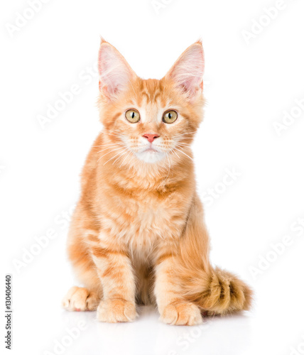 red maine coon cat sitting in front view. isolated on white  © Ermolaev Alexandr