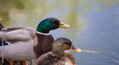 Pair of ducks at a pond