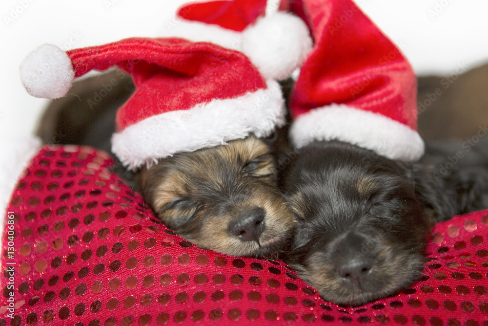 Two sleeping puppies dachshund wearing christmas hats Two sleeping puppies dachshund wearing christmas hats