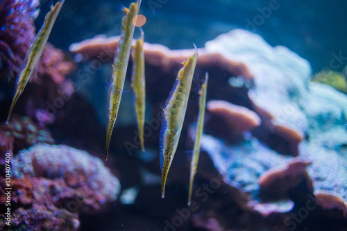 Close up image of a school of razor fish swimming on a coral reef in the ocean photo