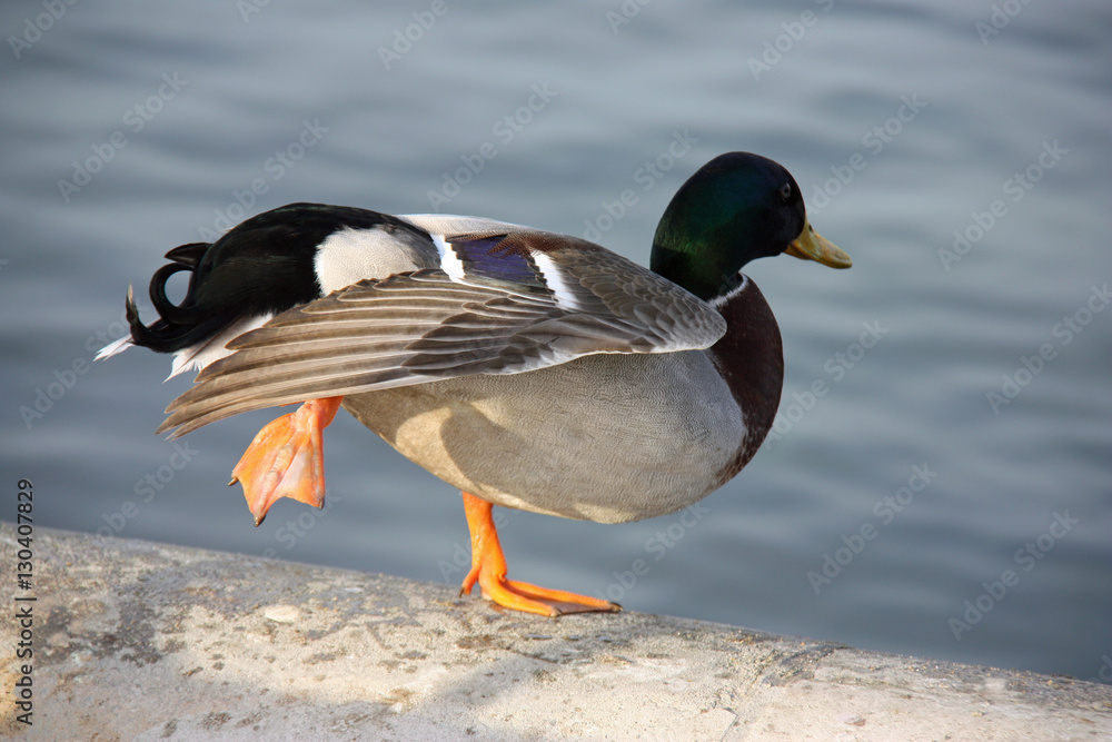 Canard colvert au bord d'un bassin Canard colvert au bord d'un bassin