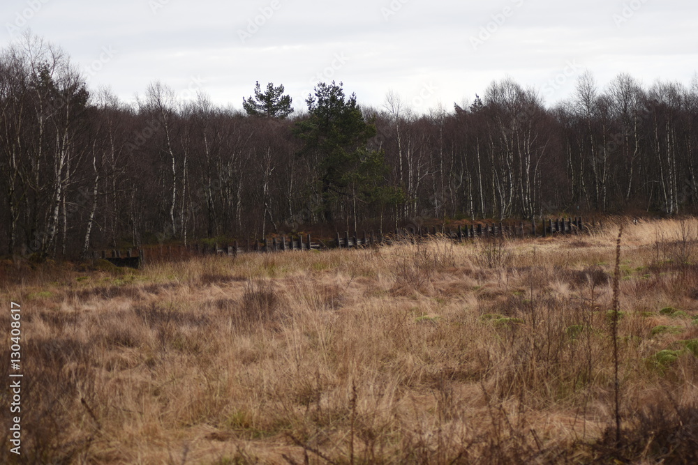 Wiese am Waldrand im Moor Wiese am Waldrand im Moor