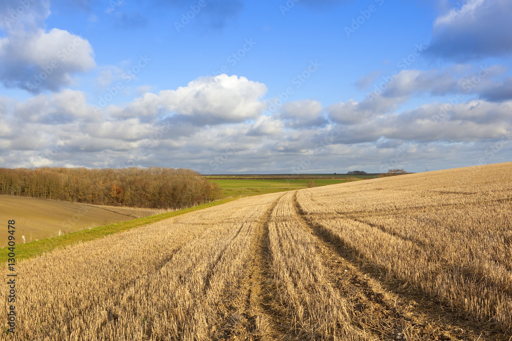 wooded hillside