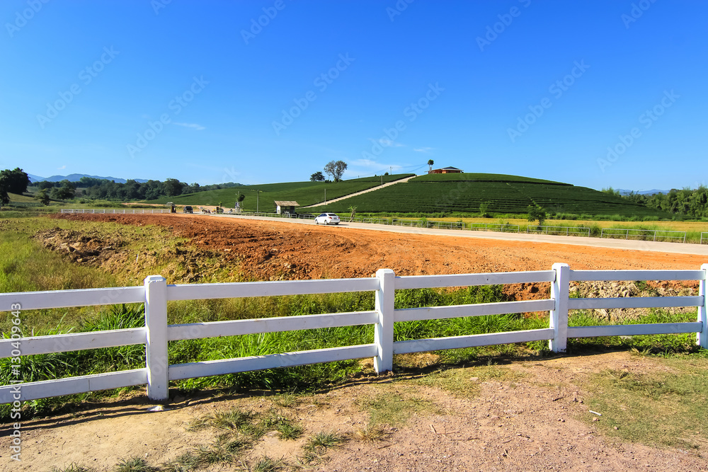 Tea plantation, looking behind the fence