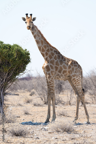 Giraffe im Etosha Nationalpark  Namibia  Afrika