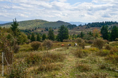 Wild ponies  Virginia s Grayson Highlands