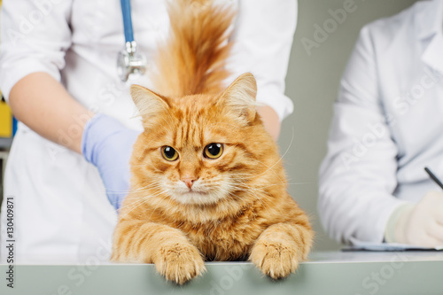 veterinarian  in vet clinic at work.
