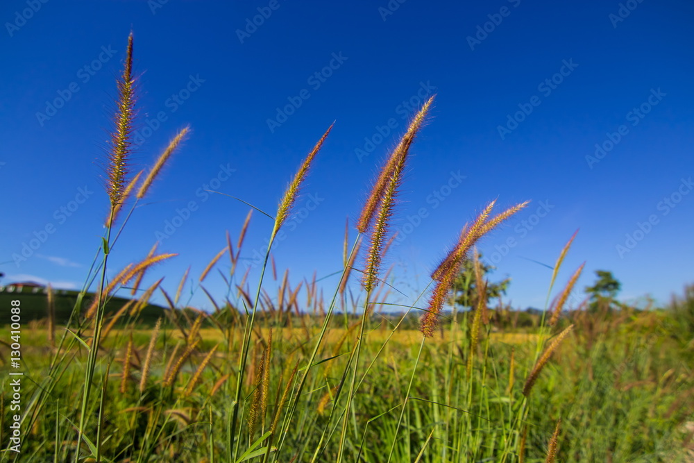 Pennisetum Fountain Grass and blue sky Pennisetum Fountain Grass and blue sky