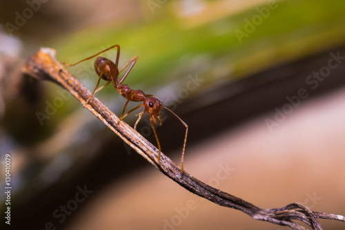 The Working Ants © suwatsir