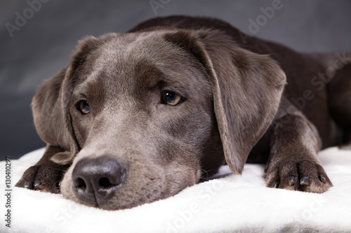 Liegender silberner Labrador