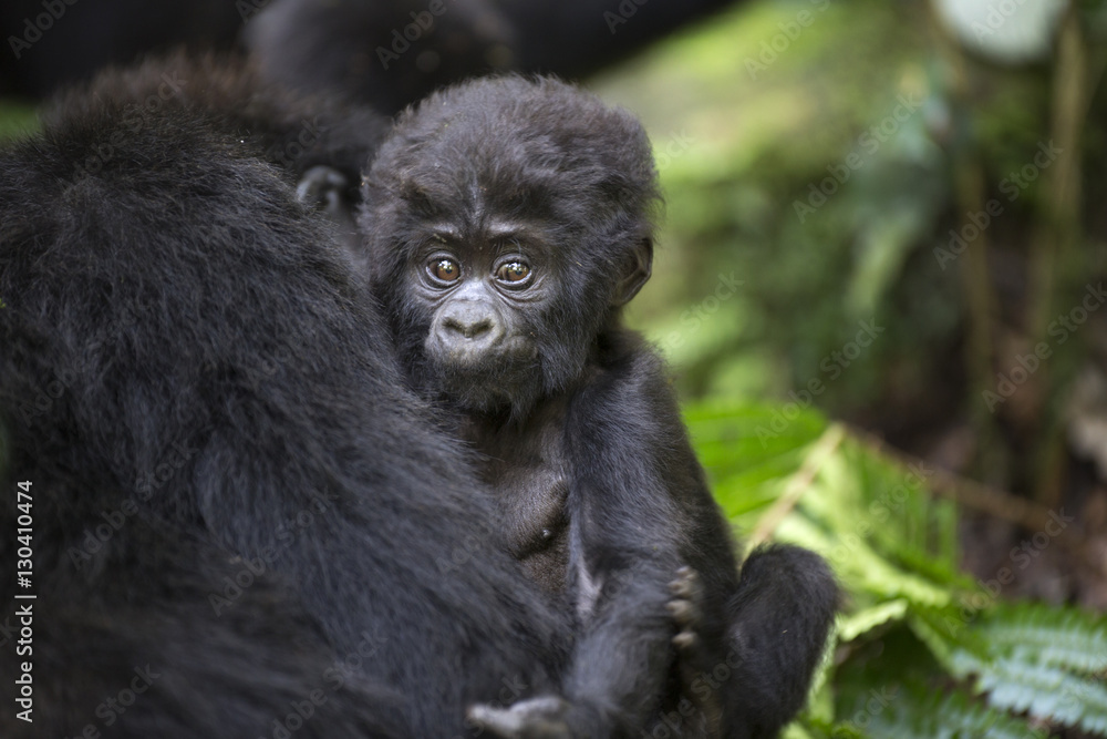 Portrait of wild free baby mountain gorilla Portrait of wild free baby mountain gorilla