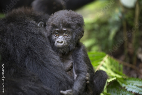 Portrait of wild free baby mountain gorilla © Pedro Bigeriego