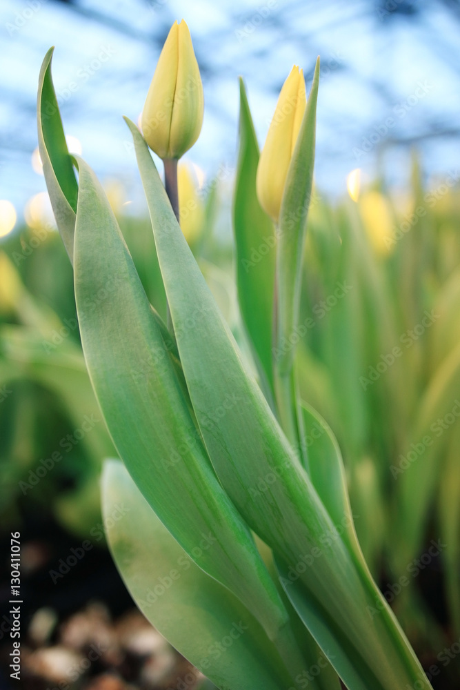 Fototapeta premium a lot of yellow tulips