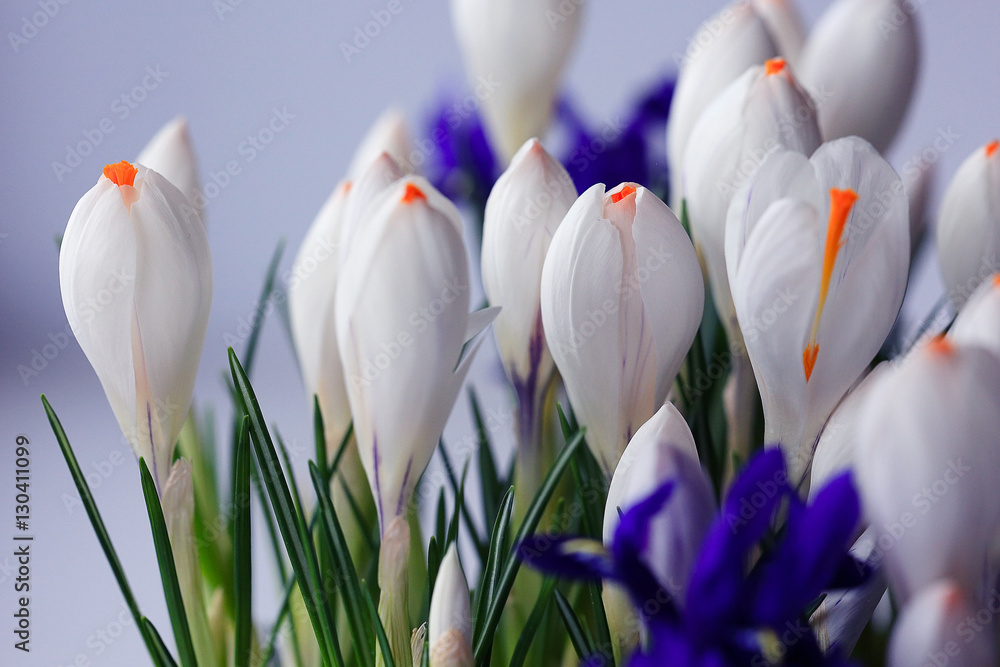 live crocuses in a pot live crocuses in a pot