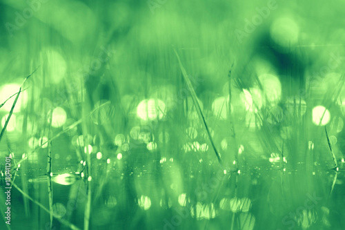 bokeh blurred background green grass leaves