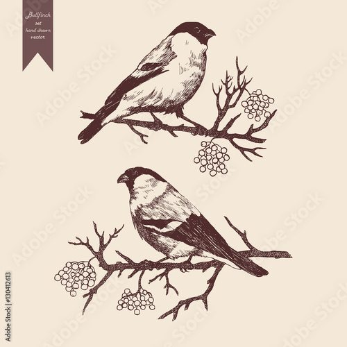 Bullfinch set. Hand drawn vector.